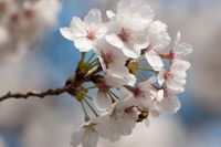 flor almendro